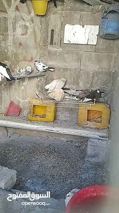 حمام فولكا جوزين للبيع