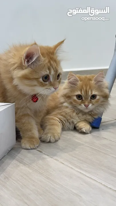 Female kittens