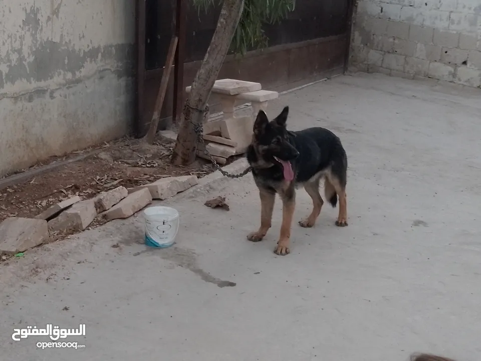 كلب جيرمن شيبرد للبيع بسعر مغري جدا