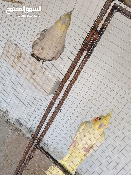 عصافير كوكتيل