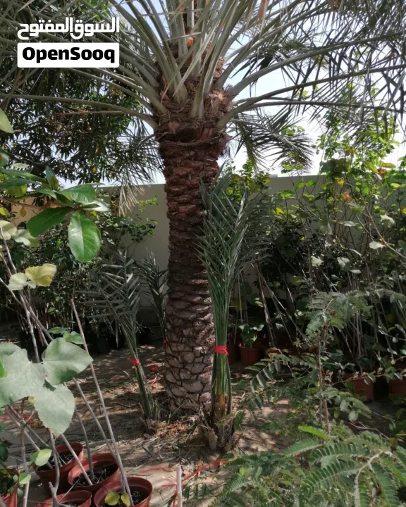 لتنظيف النخيل والواشنتونيا والاهتمام بالحدائق والثمار بكافه انواعها