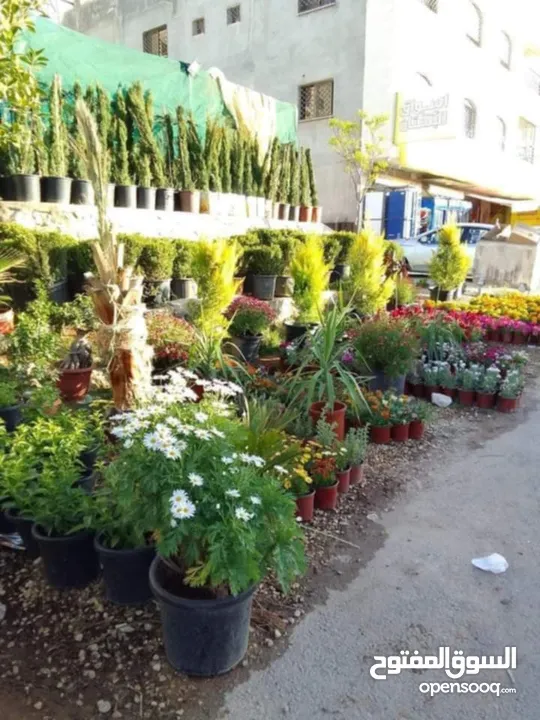 ركن المنزل لخدمات الزراعة العامة وتنسيق الحدائق وصيانتها مع خدمة التوصيل لكافة محافظات المملكة