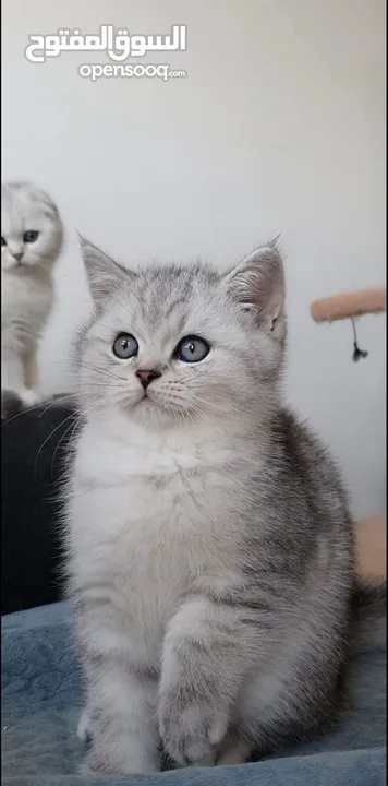 Scottish fold kittens