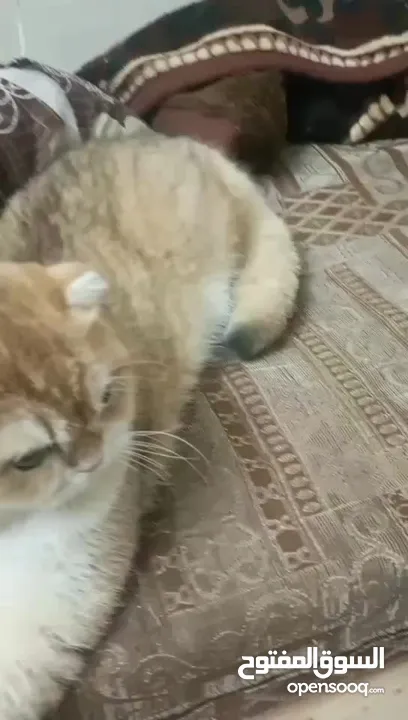 متاح ذكر سكوتش فولد ny12 حجم ضخم  كوت بجنن بيور العمر سنه و3شهور