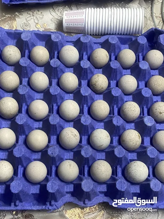 بيض حجل بلدي للبيع