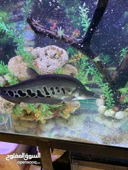 Aquarium and Knife fish for sale