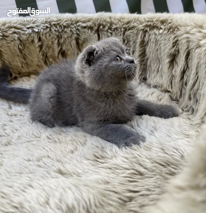 Scottish fold