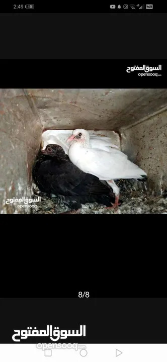 متاح لزبائنا الكرام زغاليل حمام بلدي وفرنسي  للأكل احجام سوبر جامبو وأوزان ممتازة التفاصيل بالوصف