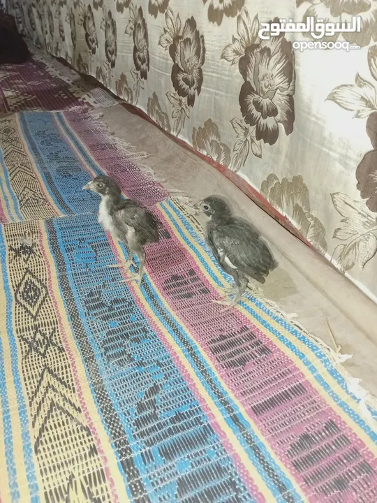 صيصان باكستاني اصلي
