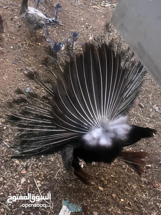 طاووس ذكرر