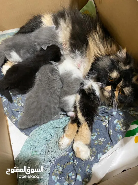 قطه ام مع اربعه اطفالها