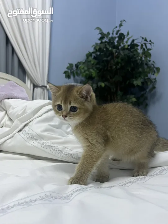 Male Scottish Fold Kitten (ny11)