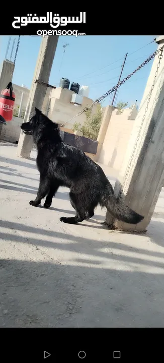 ذكر جيرمن رويال بلاك شولاين