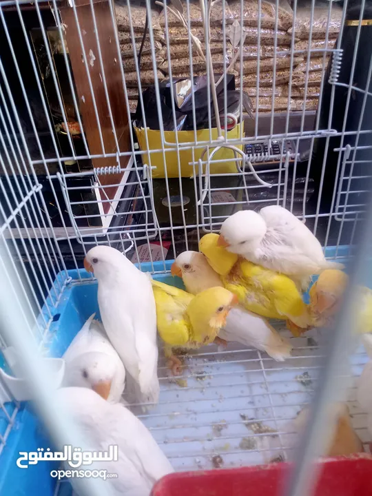 يتوفر لدينا مجموعه انواع طيور اليفه  دره اليف  لوري اليف  كوكتيل اليف  روز اليف  حب اليف