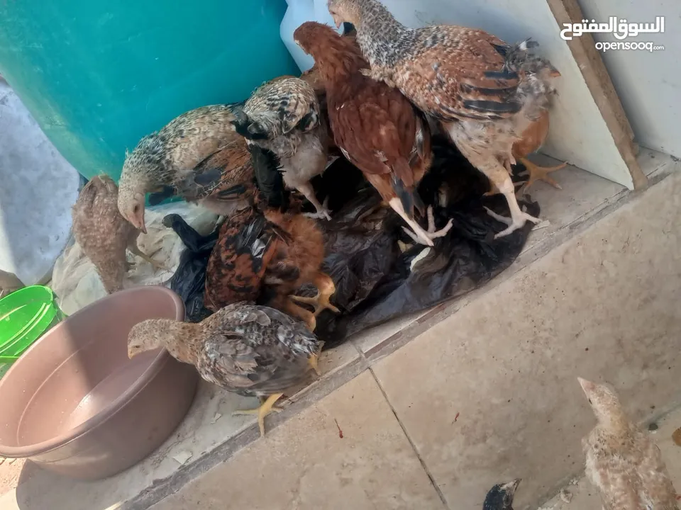 فراخ دجاج عدد 13 للبيع