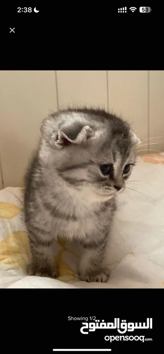 Scottish fold