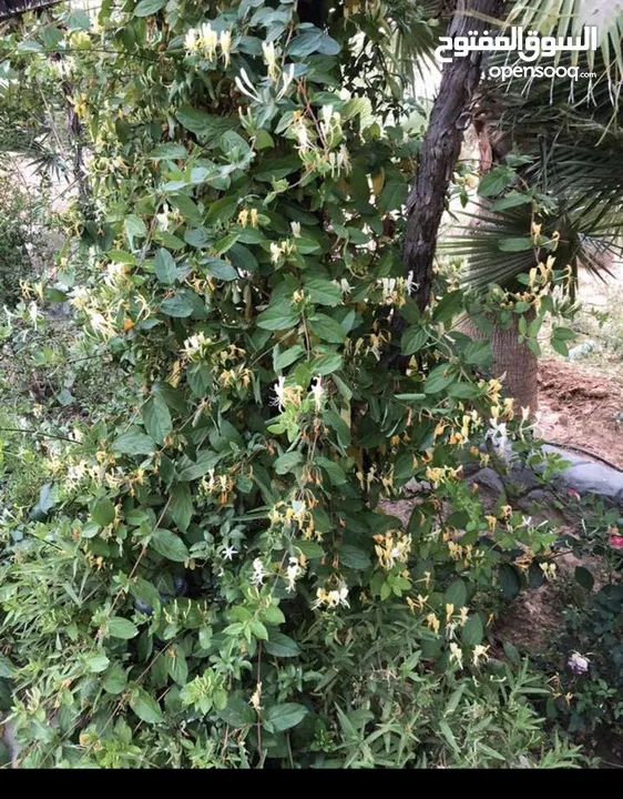 مزرعة مميزة و مشجرة للبيع بسعر مغري