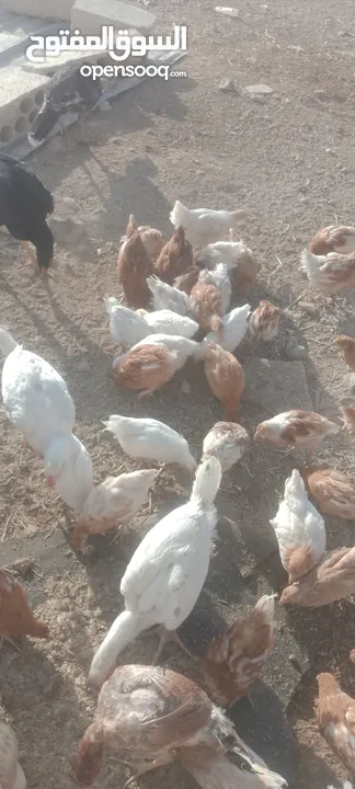 فراخ لوهمان براون العدد 150حبه العمر ثلاث اشهر