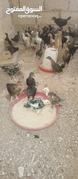 فرريج البيع