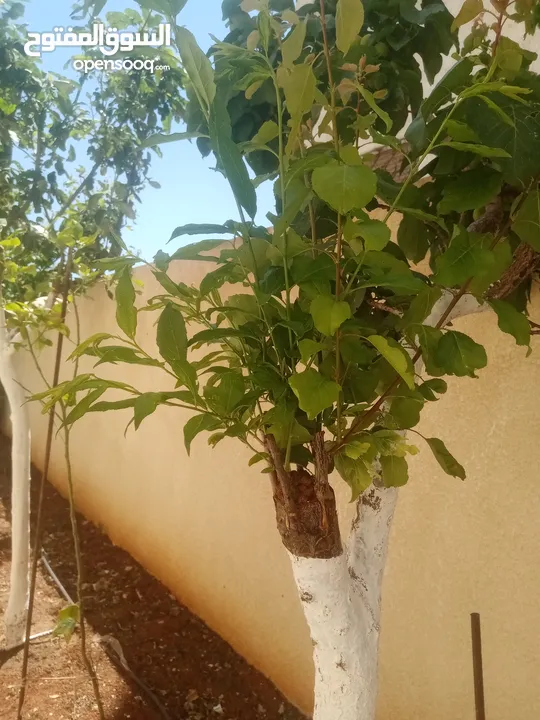 كافة الخدمات والأعمال الزراعية بأحدث الطرق العلمية