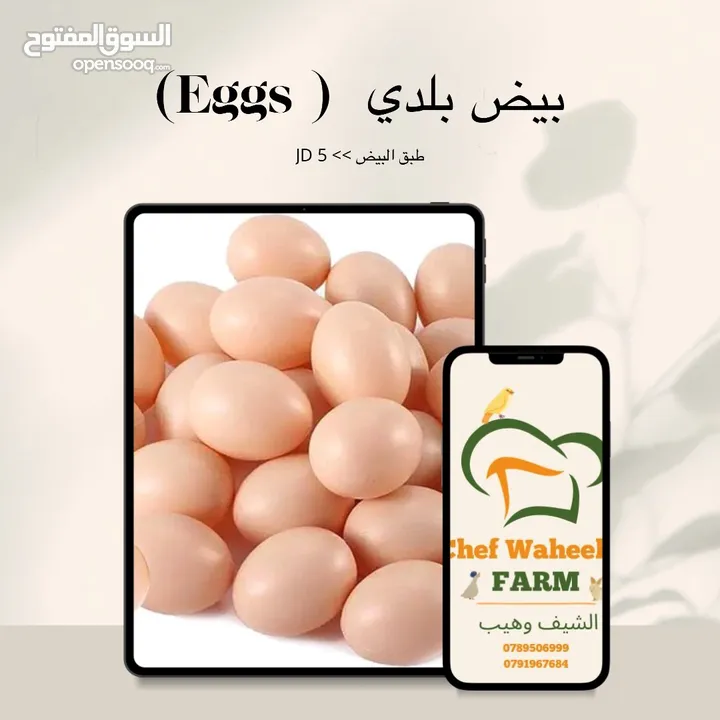 طائر السمان الفري او السلوى