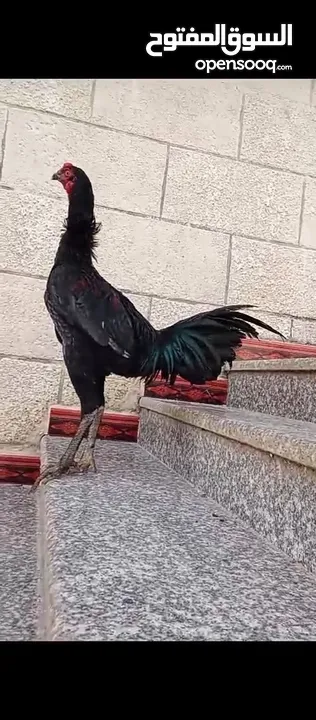 ديك باكستاني