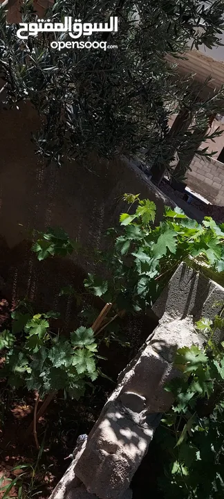 بيت طابقين منطقه شومر