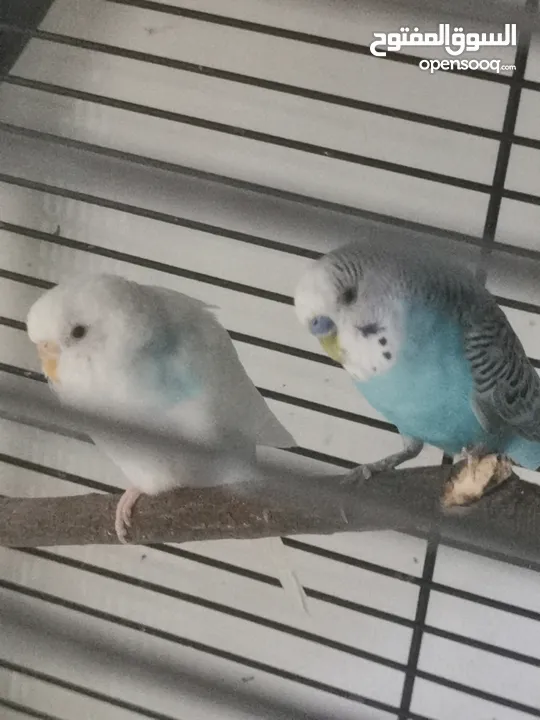 2 love birds for sale