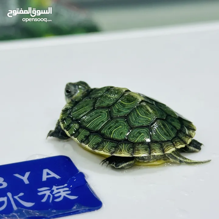 عروض نار سلاحف النينجا (ninja turtle)