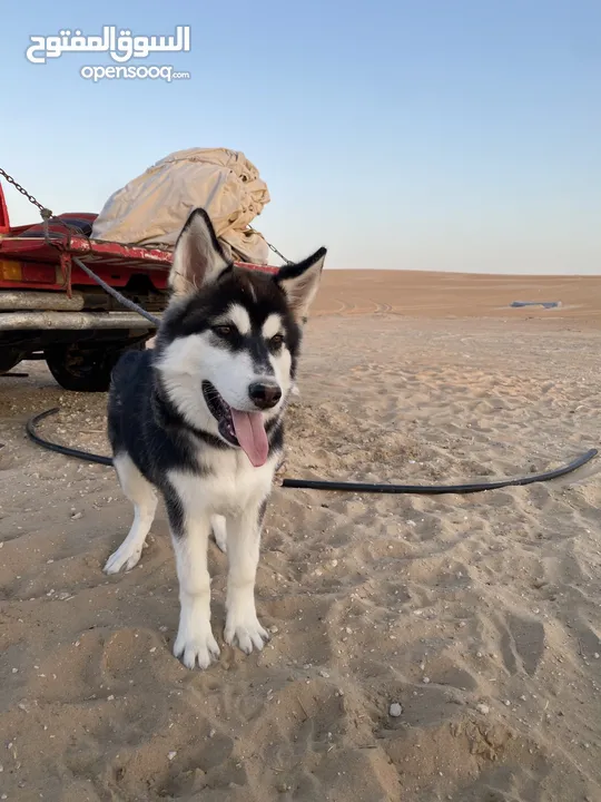 كلب هاسكي للبيع صغير : Dogs Husky : Abu Dhabi Al Dhafrah (211048962)