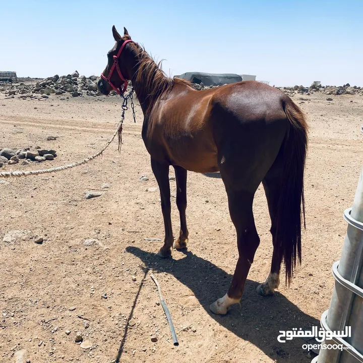 خيل لبيع العمر سنتين