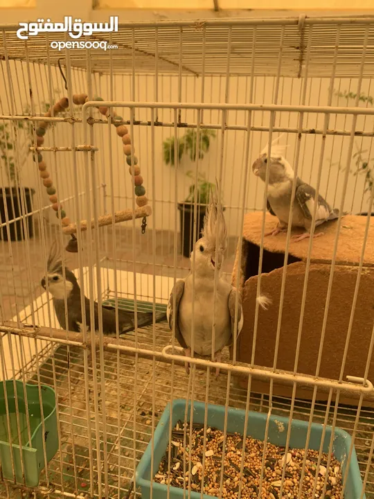 White faced cockatiels breeding pair