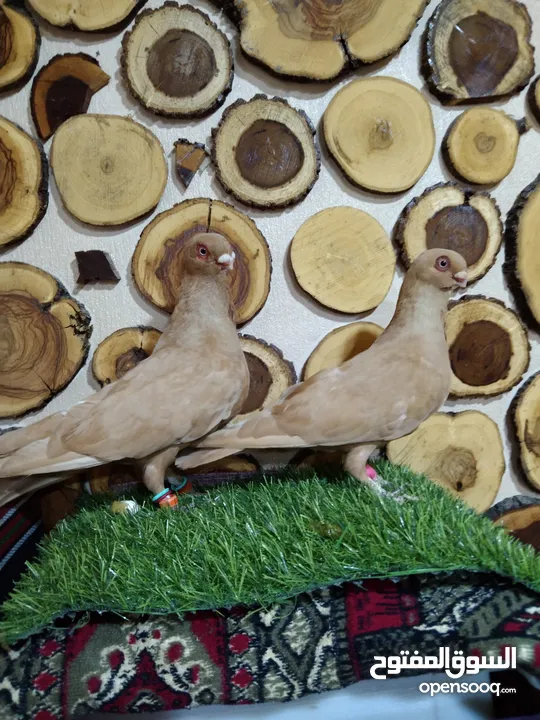السلام عليكم بسم الله ما شاءالله جواز كلها نخب اول
