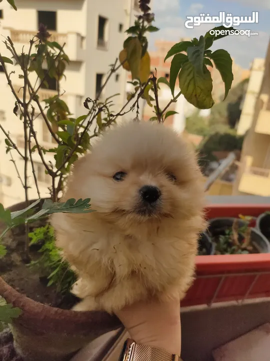 كلب بوميرينيان tea cup