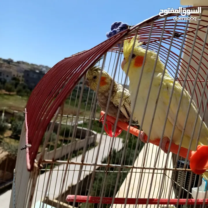 عصافير كوكتيل للبيع