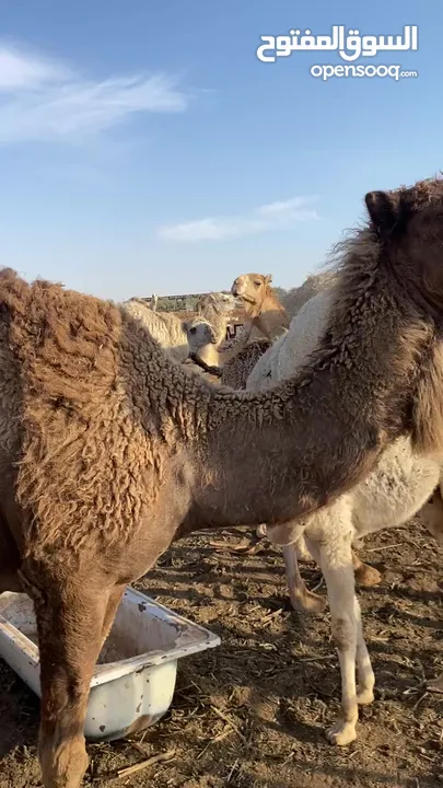 بسم الله الرحمن الرحيم  موجود اضاحي نياق واجمال