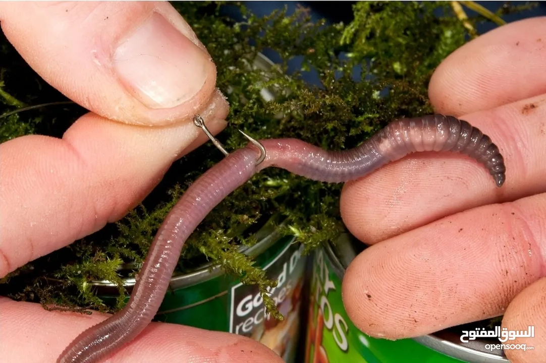 دود الكومبوست /دود الفيرمي vermi worm/(Red weggler)