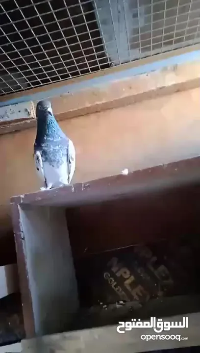 Teddy pigeon