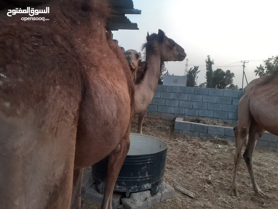 جمال قعدان