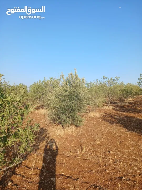 مزرعه أربعه دونم مشيكه بالكامل ارض زراعيه وبيت ريفي غرفتين وحمام ومطبخ صغير وباربكيو وساحه واسعه