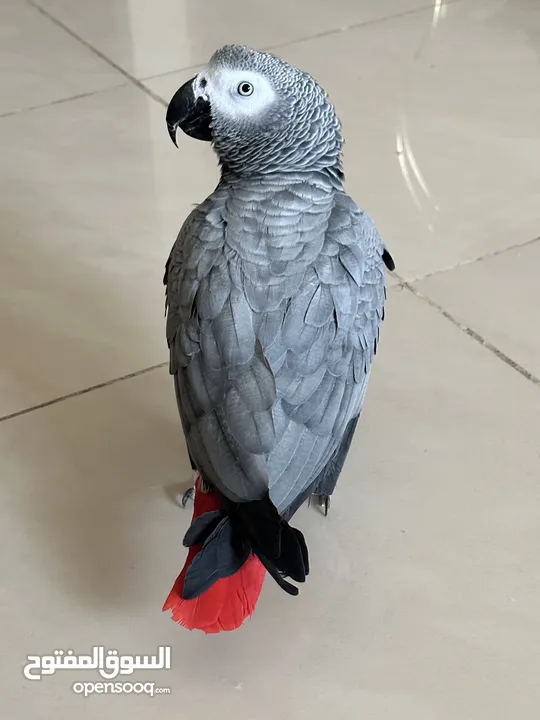 AFRICAN GREY PARROT