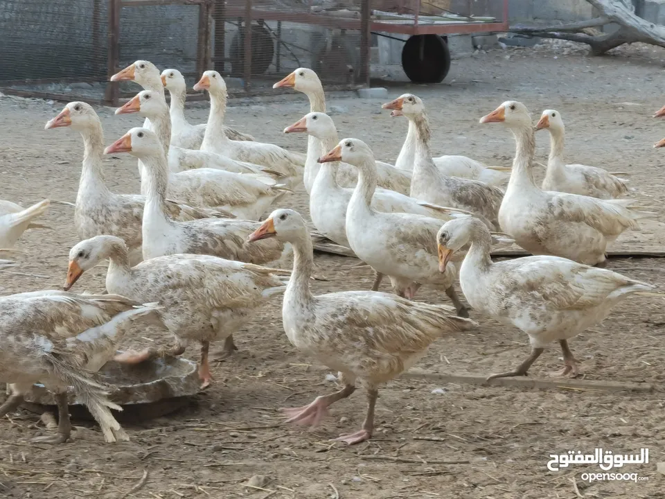 وز للبيع جاهز للانتاج او الذبح