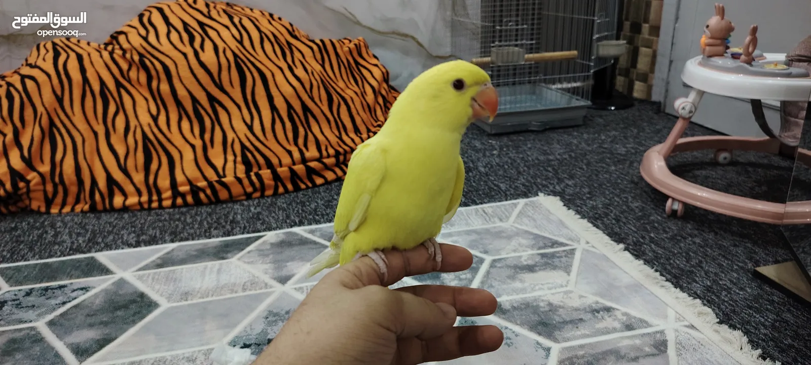 ببغاء دره لو اصفر مميز