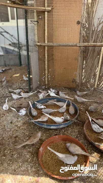 Dove bird pigeon دوف مكس للمهتمين للتربية منتج