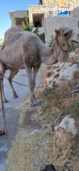 جمل ضحيه بصلاه عالنبي