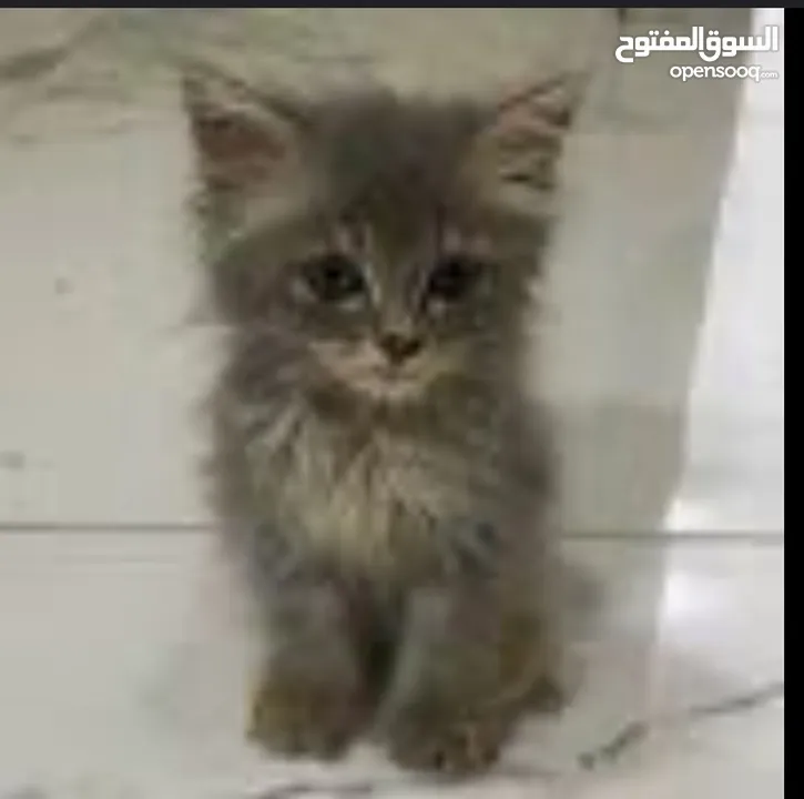 قط لا البيع في الداخل_طبريا