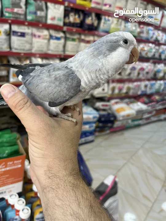 كويكر طفرة سينامون أليف راقص لعوب متكلم تابع الوصف للأهمية