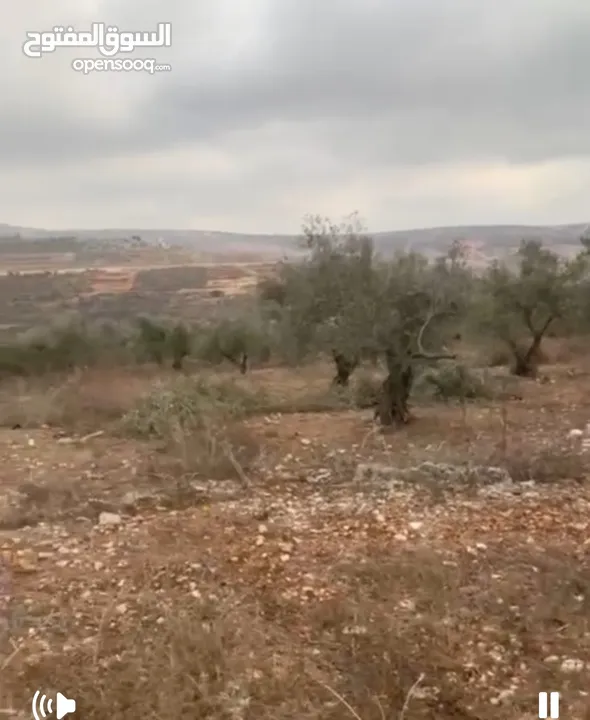 ارض للبيع 4 دنم مزروعة شجر رومي
