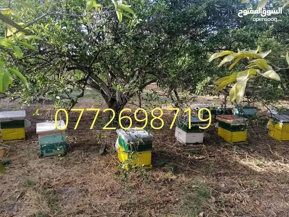 عسل طبيعي بلدي اصلي مضمون ومكفول 100٪؜ من مناحلنا