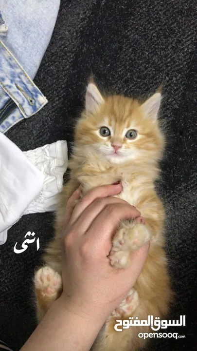 متوفر ثلث قطط بريتس